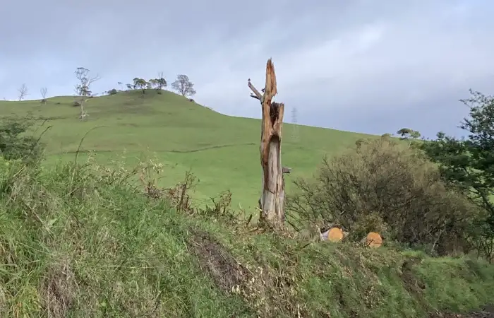 Split Eucalyptus Post