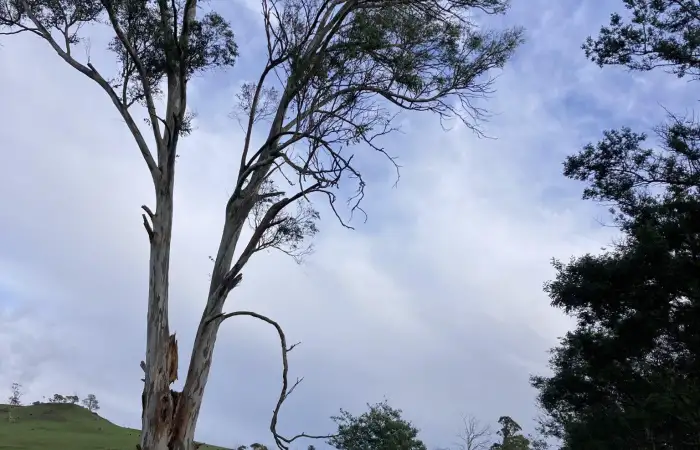 Split Eucalyptus Pre